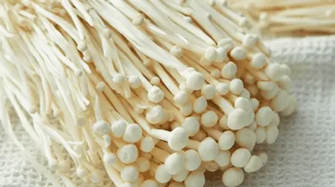 ENOKI MUSHROOM